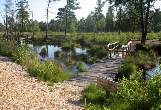 Schwingrasensteg in der Moorerlebniszone im Tister Bauernmoor